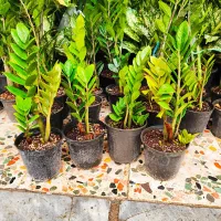 زاموفیلیا|گل و گیاه طبیعی|اهواز, فدک|دیوار