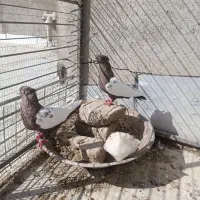 جفت نرماده کاکلی