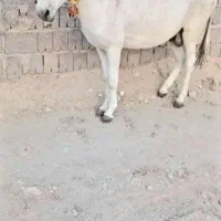 الاغ نر اصیل