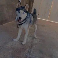 4000000|سگ|بم, |دیوار