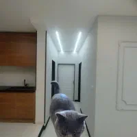 گربه نژاد اسکاتیش