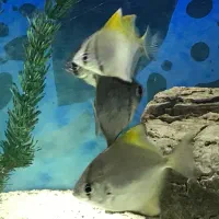 انجل مونو زرد و انجل مونو تایگر