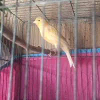 قناری نر پرتغالی، کوار