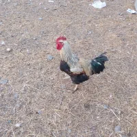 خروس|حیوانات مزرعه|آبش احمد, |دیوار