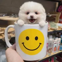 سگهای آپارتمانی پامرانین ، پودل ، شیتزو