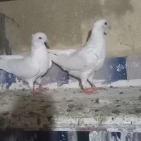 دوتا نر کاکولی  قیمت ۸۰۰