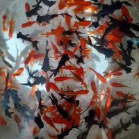 ماهی زبرا|ماهی|شاهرود, |دیوار