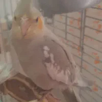 جوجه عروس هلندی