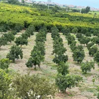 ۸ هکتار زمین جاده جویبار نزدیک ساحل
