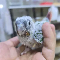 خرید و فروش گرینچیک|پرنده|نیشابور, فردوسی جنوبی|دیوار