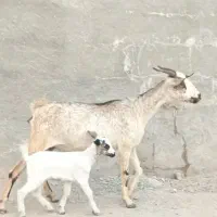 بز صلاله با کهره ماده