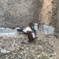 کبوتر|پرنده|اردکان, |دیوار