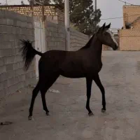 کره مادیان