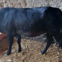 گاوماده وگوساله|حیوانات مزرعه|هیدوچ, |دیوار