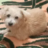 سگ شیتزو پاکوتاه رایگان|سگ|خنجین, |دیوار