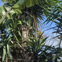 درخت های ۱۰،۲۰ ساله سیکاس و یوفا(یوفکا)