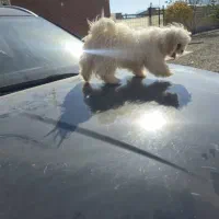 توله خانگی|سگ|سلفچگان, |دیوار