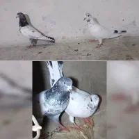 بفرمایید،مجانی و پولی،کفتر و مرغ خروس مینیاتوری