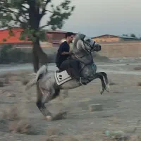 اسب سرودم گیر