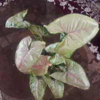 گران نخرید۹۸تومن شهرک اندیشه