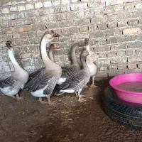 قوغاز و مرغ و خروس|حیوانات مزرعه|زابل, |دیوار