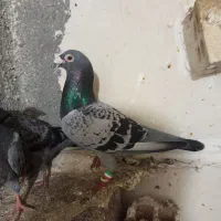 کبوتر یا پرنده ۲عدد|پرنده|مشهد, سمزقند|دیوار