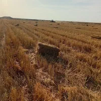 کاه درجه یک واس فروش