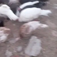 بوقلمون