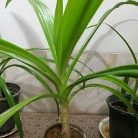 گل سوسن بزرگ و کوچک