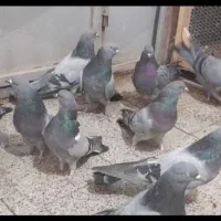 کبوتر سبز شمرونی|پرنده|مشکین‌دشت, |دیوار