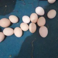 تخم مرغ نژاد زینتی کوشین مرندی|حیوانات مزرعه|شوشتر, |دیوار
