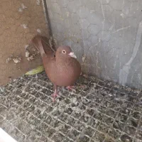 کبوتر ماده سرخ