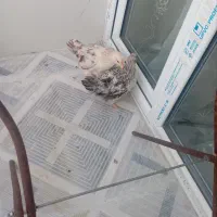 جوجه 2 ماهه