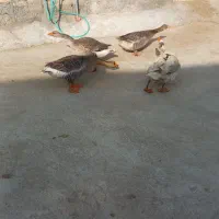 غاز محلی|حیوانات مزرعه|نقده, |دیوار