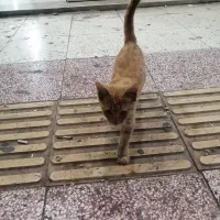 ی بچه گربه نارنجی اهلی و بشدت آروم و بازیگوش|گربه|زاهدان, |دیوار