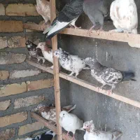 کفتر جوجه۷جفت    یکجا یکجا یکجا