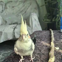 عروس هلندی نر
