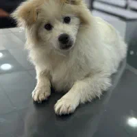 واگذاری سگ پامر