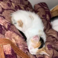 گربه|گربه|برازجان, |دیوار