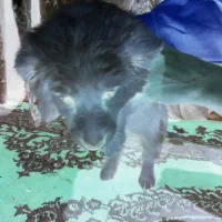 ۴ عدد توله پا کوتاه اش اشپیدس