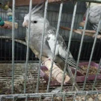 پرنده سرای طلایی|پرنده|رشت, آب و برق|دیوار