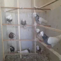 سلام ۲۰ عدد کبوتر بیشتر طوقی ونر