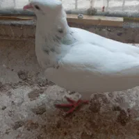 کبوتر طوقی|پرنده|شهرکرد, |دیوار