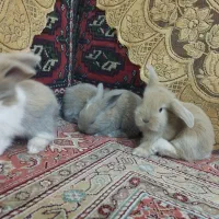 بچه خرگوش لوپ