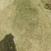 فروش یونجه خردشده