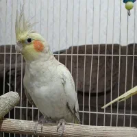 یک جفت عروس هلندی دستی