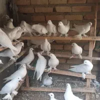 کبوتر یاهو|پرنده|بهار, |دیوار