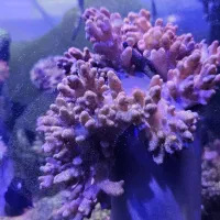 AB SHORسینولاریا آب شور و و  و|ماهی|تهران, جوادیه تهرانپارس|دیوار