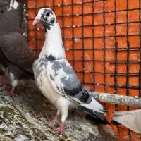 کفتر رنگه پرشی ابلغ  دمبی سوسکی چپ