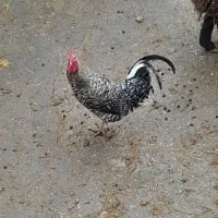 خروس محلی|حیوانات مزرعه|بیرانوند, |دیوار